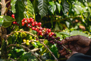 Café Rica’s Black Honey - Honey Processed Costa Rica 340g