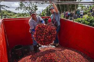 Café Rica’s Black Honey - Honey Processed Costa Rica 340g